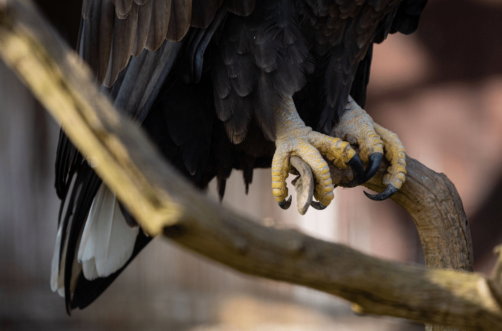 Ornitologove maji plne ruce prace s ochranou hnizd dravcu a sov - Stanice Pavlov