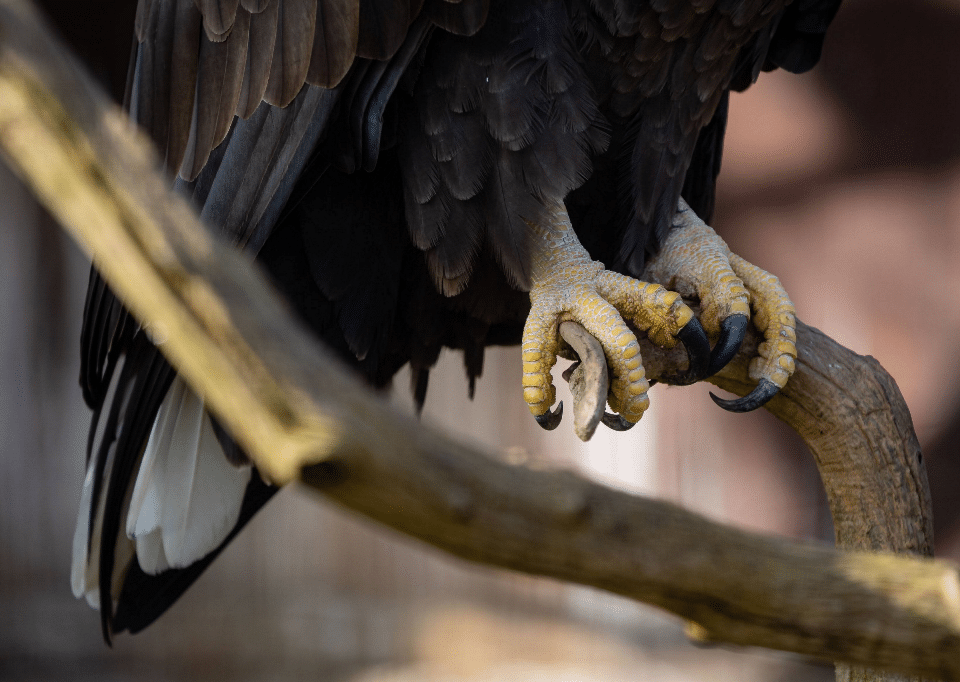 Ornitologove maji plne ruce prace s ochranou hnizd dravcu a sov - Stanice Pavlov